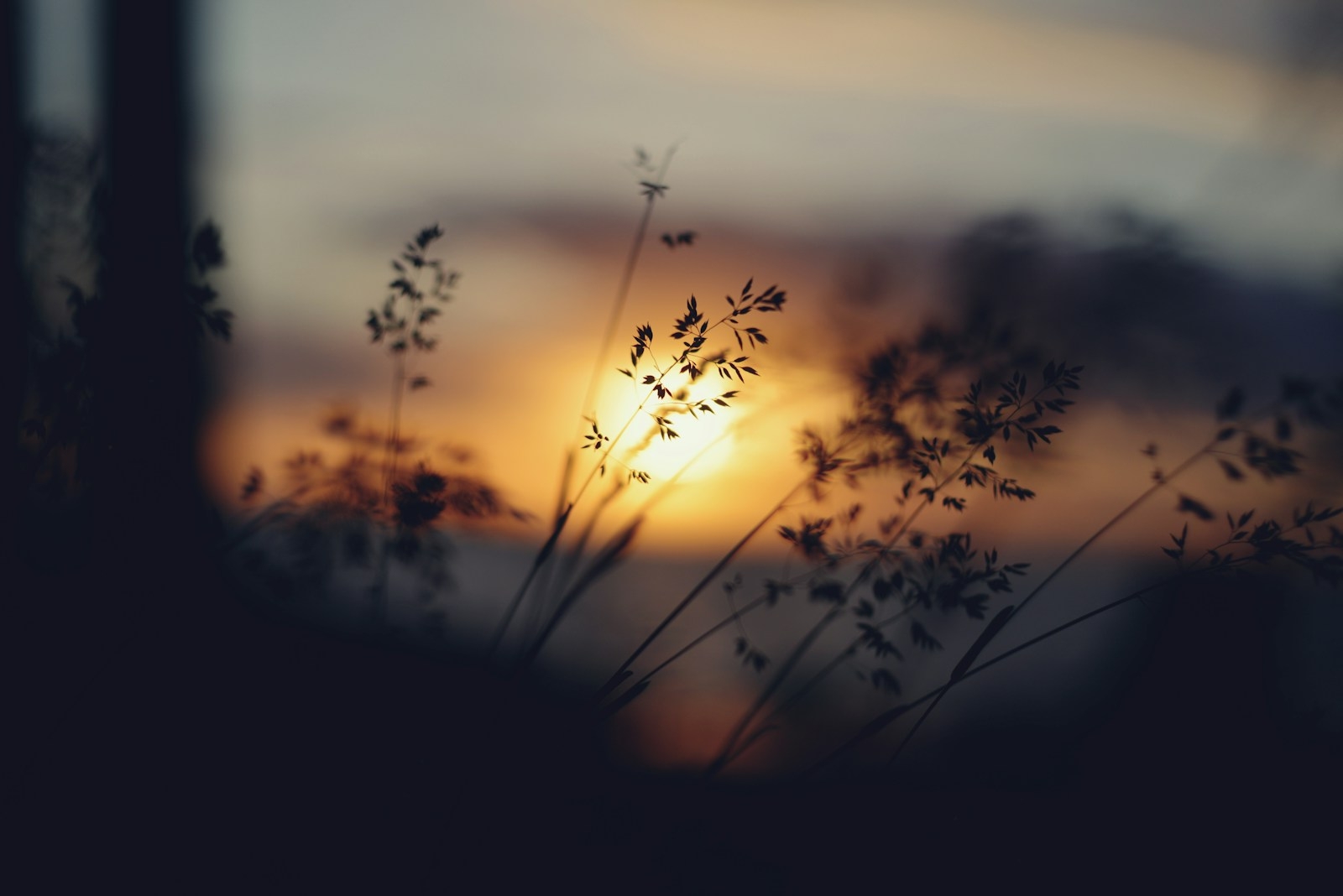 Silhouetted grass against a warm, glowing sunset sky.